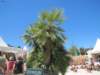 img_5239_small.jpg